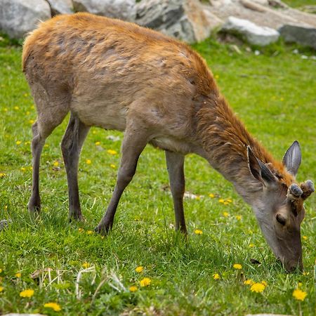 Apartmany Lesy A Luky - V Srdci Tatier Vysoké Tatry المظهر الخارجي الصورة